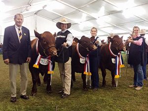 2015 Royal Adelaide Show S Kidman and Co Interbreed Sire’s Progeny Group