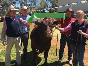 Bundaleer Monash M58, Grand Champion Bull, 2017 Jamestown Show